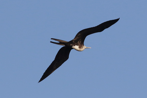 Frigate Bird